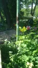 Захоронение ID 196950