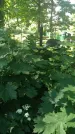 Захоронение ID 196973