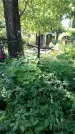 Захоронение ID 196979