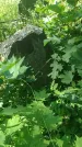 Захоронение ID 197010