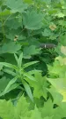 Захоронение ID 197025