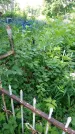 Захоронение ID 197026
