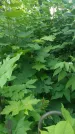 Захоронение ID 197031