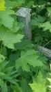 Захоронение ID 197032