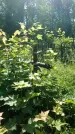 Захоронение ID 197042