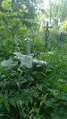 Захоронение ID 197043