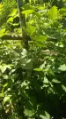 Захоронение ID 197048