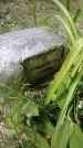 Захоронение ID 197050