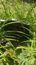 Захоронение ID 197061