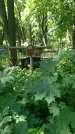 Захоронение ID 197099