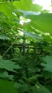 Захоронение ID 197181