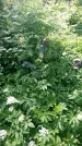 Захоронение ID 197269