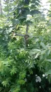 Захоронение ID 197278