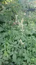 Захоронение ID 197279