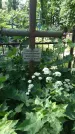 Захоронение ID 197277