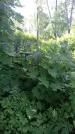 Захоронение ID 197288