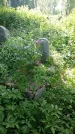 Захоронение ID 197312