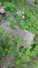 Захоронение ID 197384