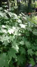 Захоронение ID 197394