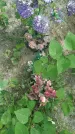 Захоронение ID 197466