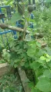 Захоронение ID 197499