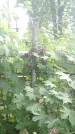 Захоронение ID 197516