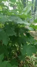 Захоронение ID 197519