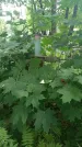 Захоронение ID 197522
