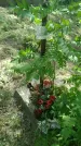 Захоронение ID 197547