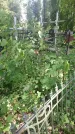 Захоронение ID 197559