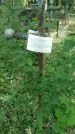 Захоронение ID 197564