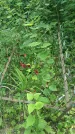 Захоронение ID 197583