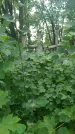 Захоронение ID 197584