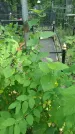 Захоронение ID 197585
