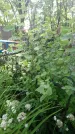 Захоронение ID 197604