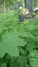 Захоронение ID 197632