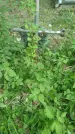 Захоронение ID 198038