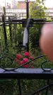Захоронение ID 198209