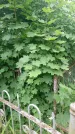 Захоронение ID 198220