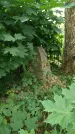 Захоронение ID 198291