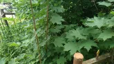 Захоронение ID 198302