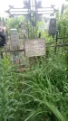 Захоронение ID 198381