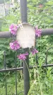 Захоронение ID 198410