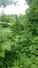 Захоронение ID 198426