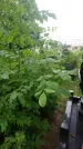 Захоронение ID 198427