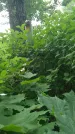 Захоронение ID 198440