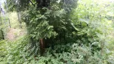Захоронение ID 198472