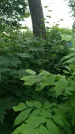 Захоронение ID 198494