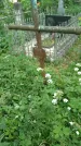 Захоронение ID 198496