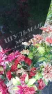 Захоронение ID 198498